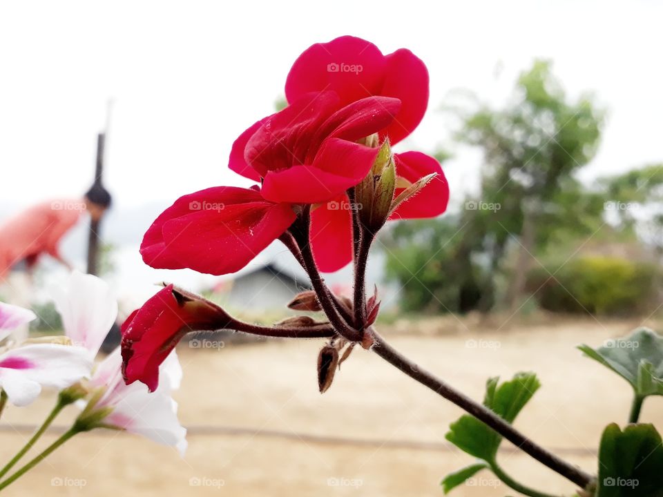 The beauty of spring time in full bloom