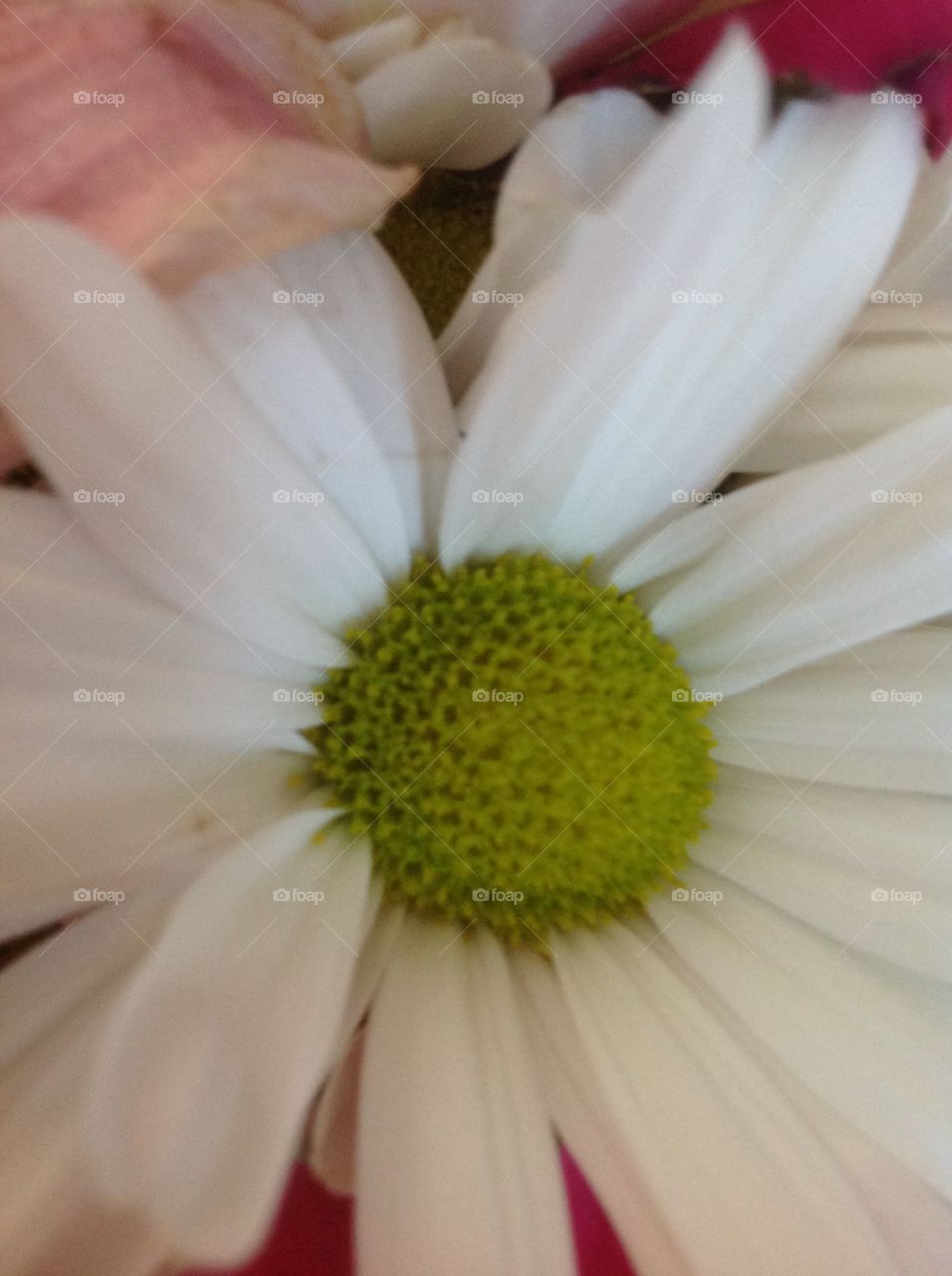 Pretty white daisy.