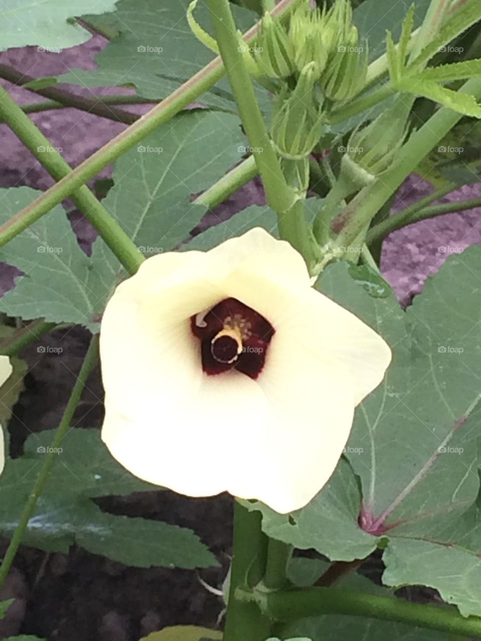 Okra . Green, Fruit,  Okra 