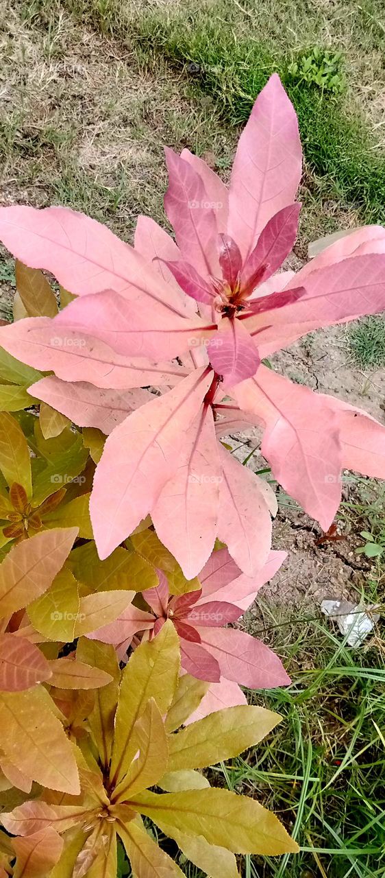 Red colour leaf looks so nice and so soft and looks beautiful also this leaf plant top nice dark red also looks so beautiful