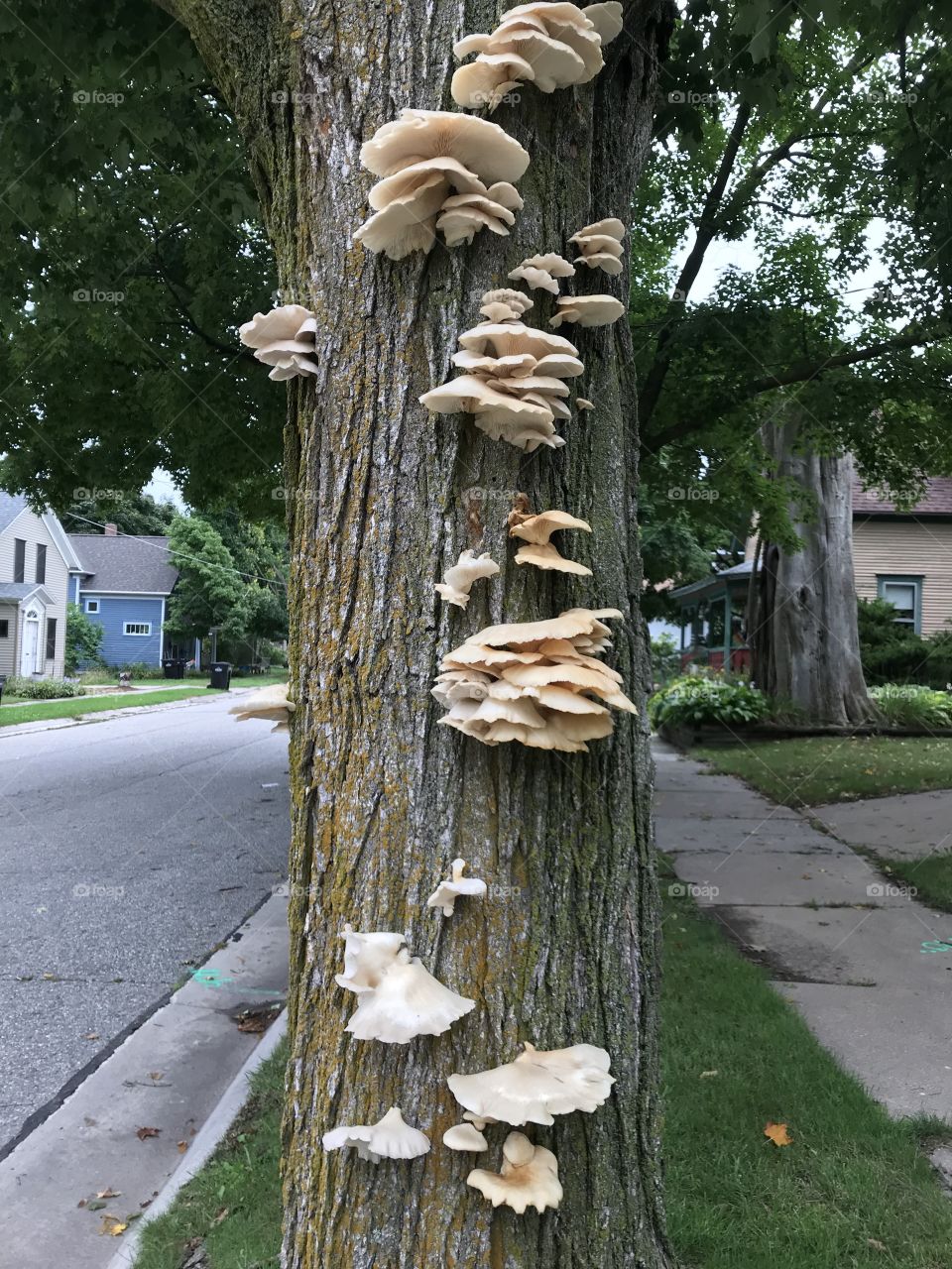 Tree fungi 