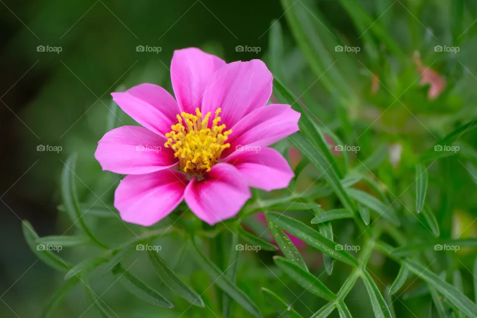 a little pink flower