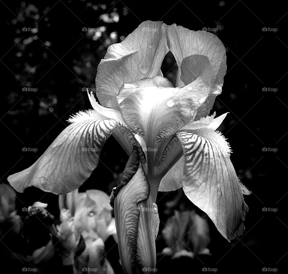 Black and white iris