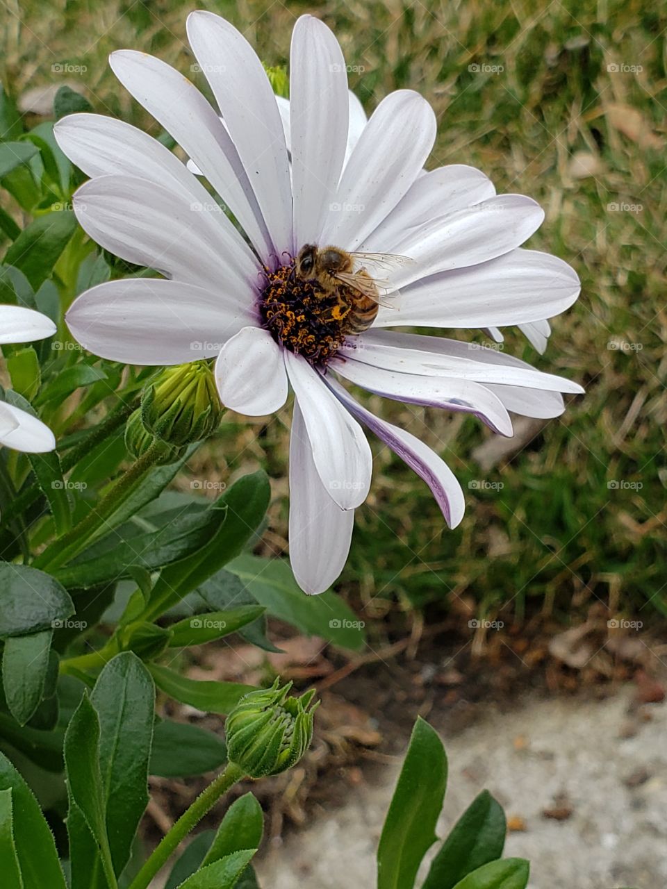 Bee collecting pollen