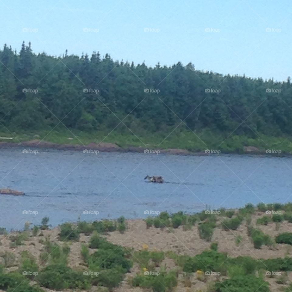 Caribou crossing the river
