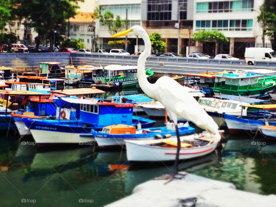rio lake bird boat by doras