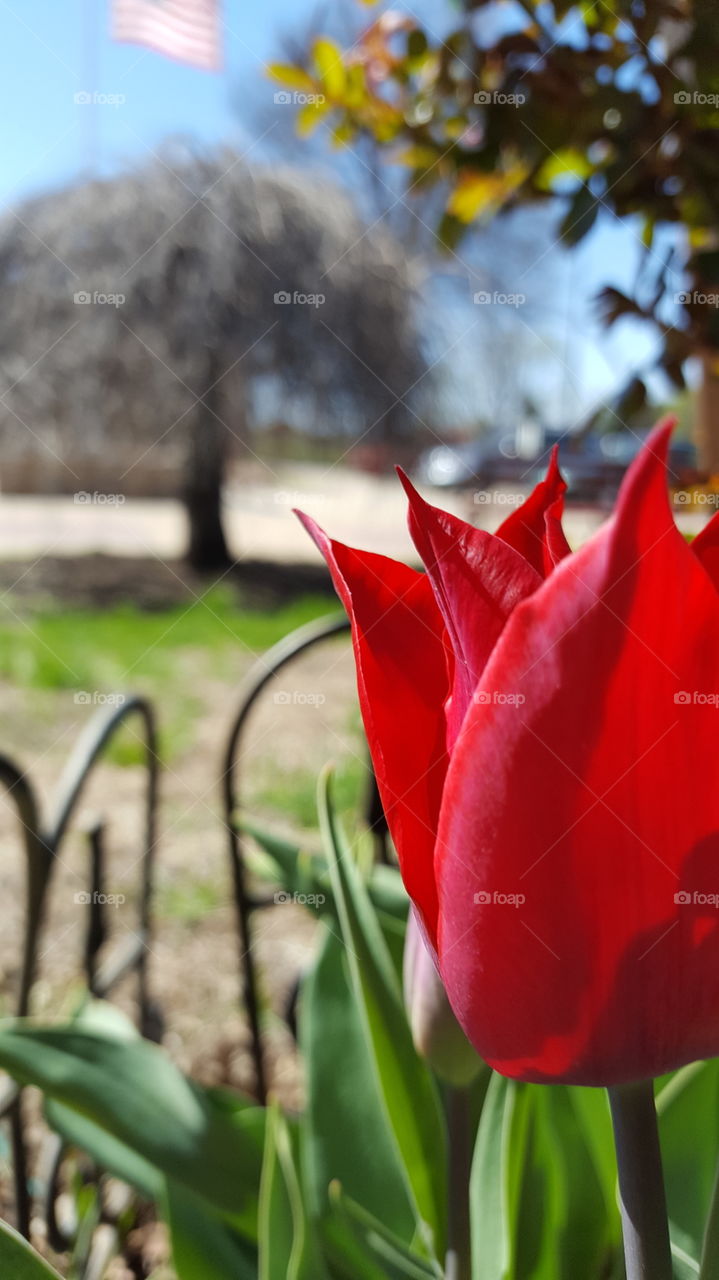 Close-up of red tulip