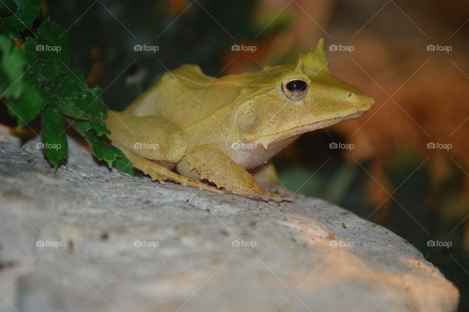 Kermit. 💛💚🐸