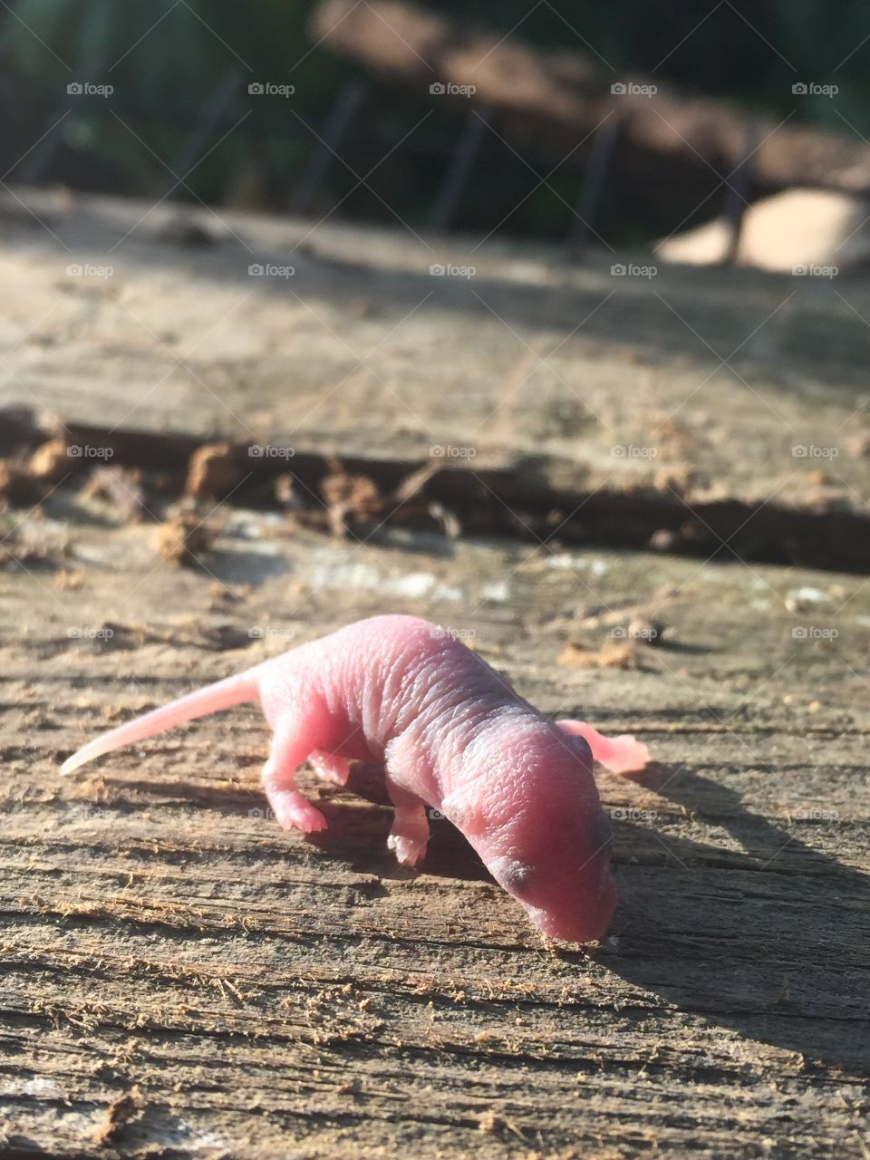 Stranded infant field mouse