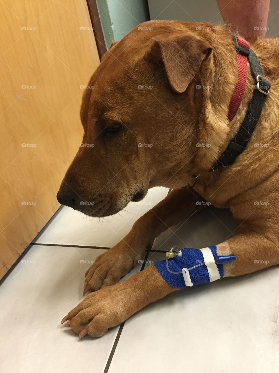 Dog at the vet with IV on front leg