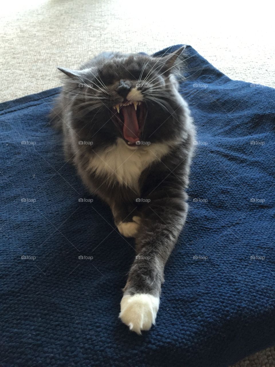 Yawning cat. 