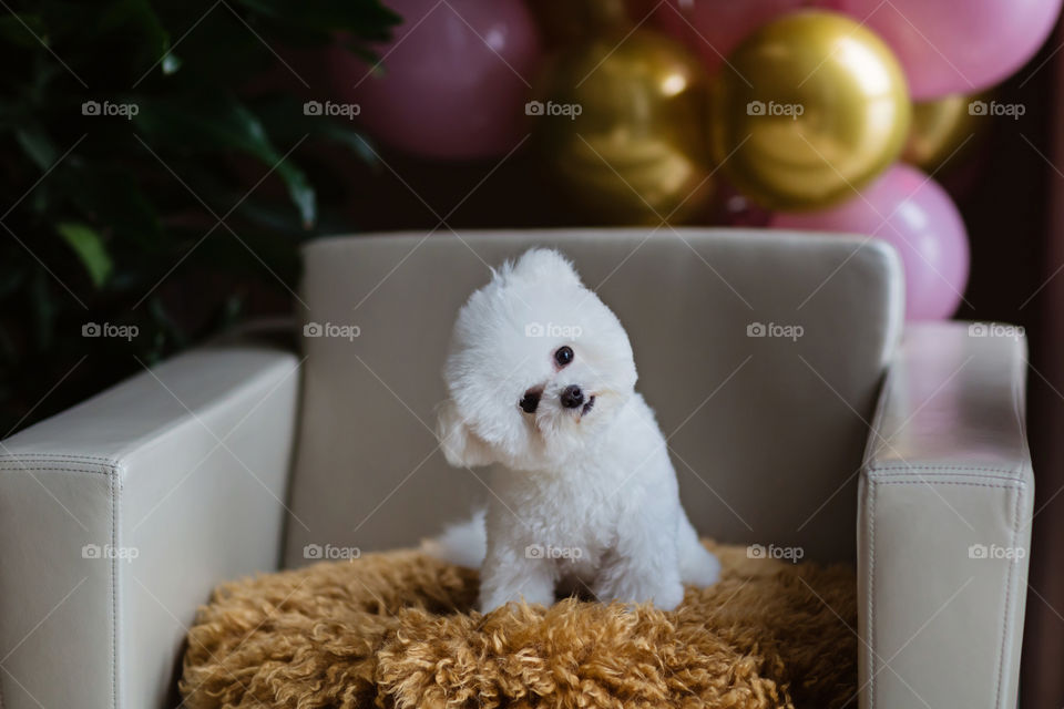 Cute white bichon frise dog
