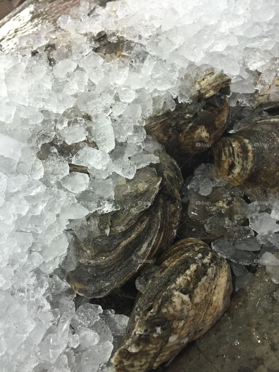 Oysters on Ice