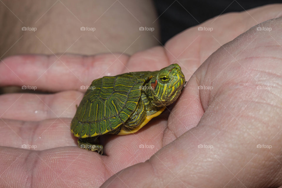 Baby red eared slider turtle.