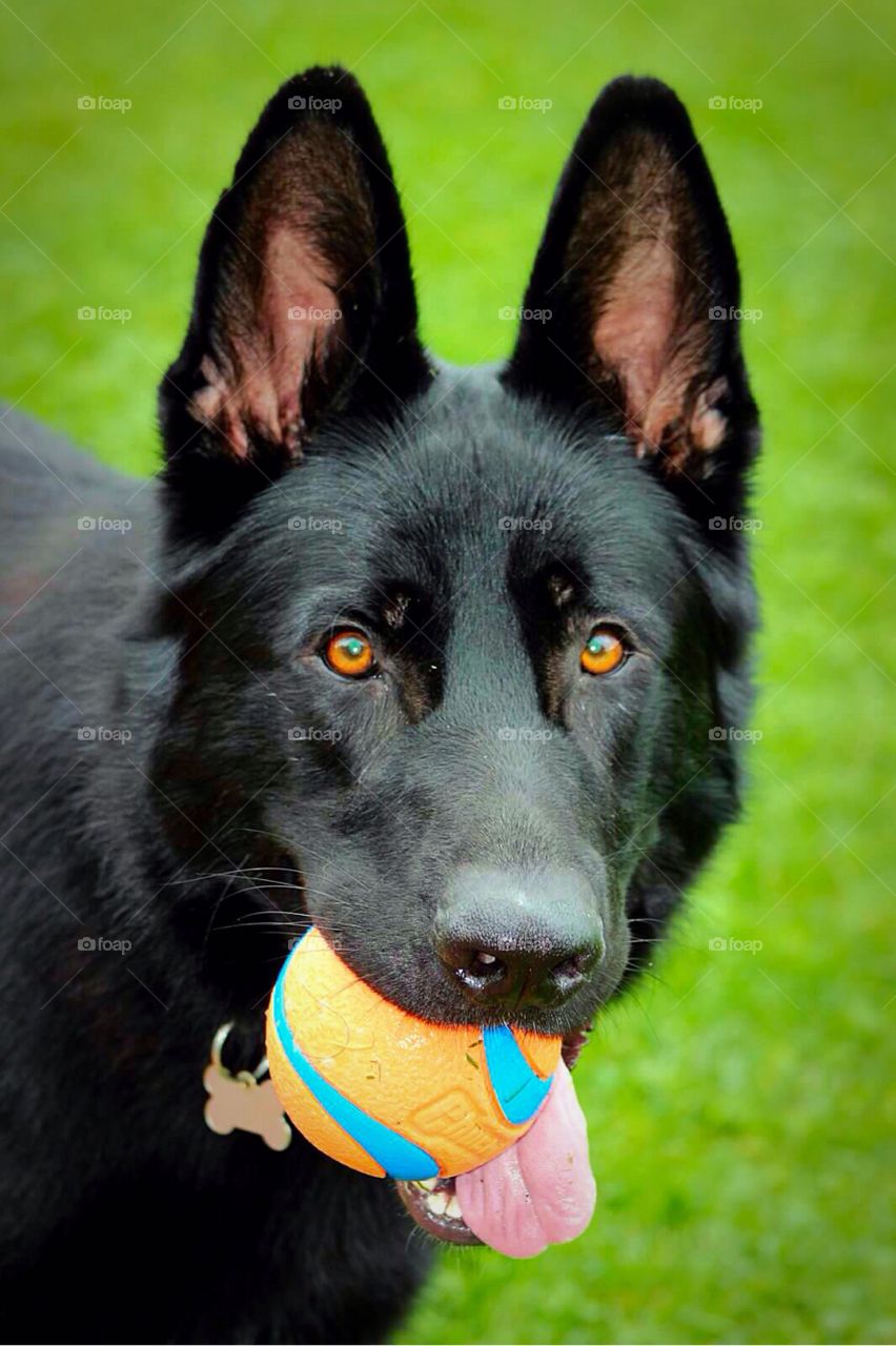 Will you throw this for me?. Black German Shepherd anxious to play. 