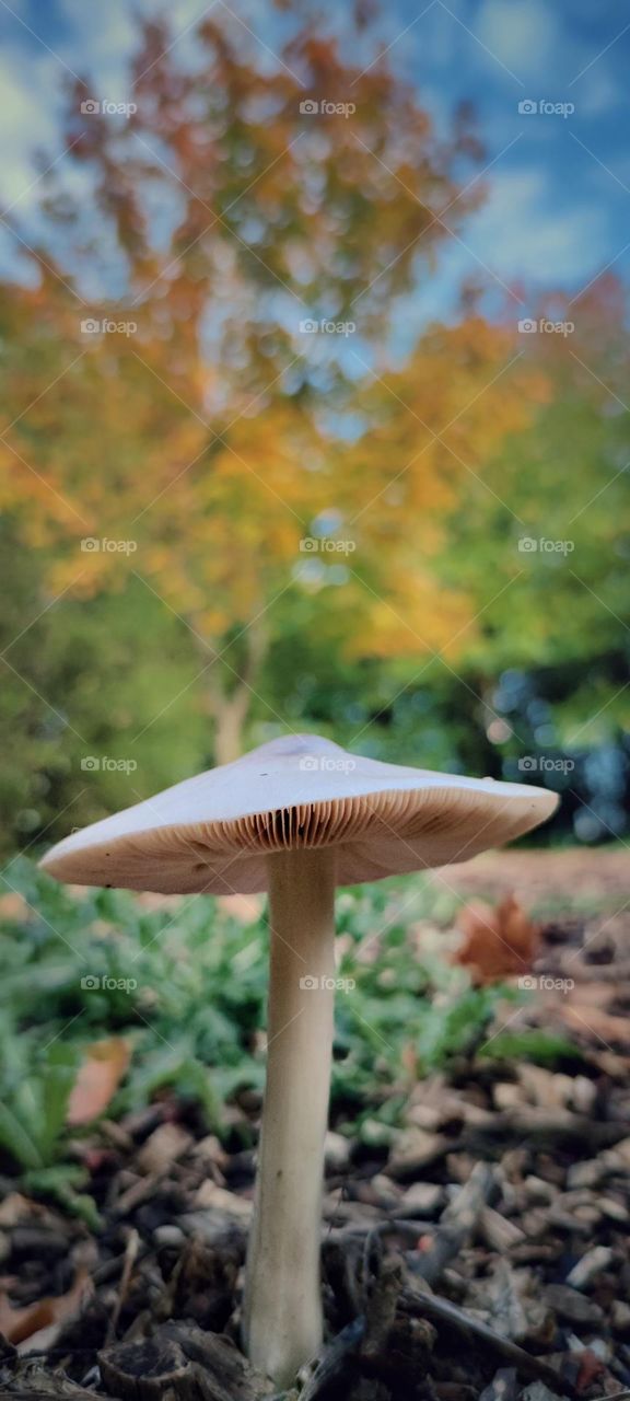 Mushroom