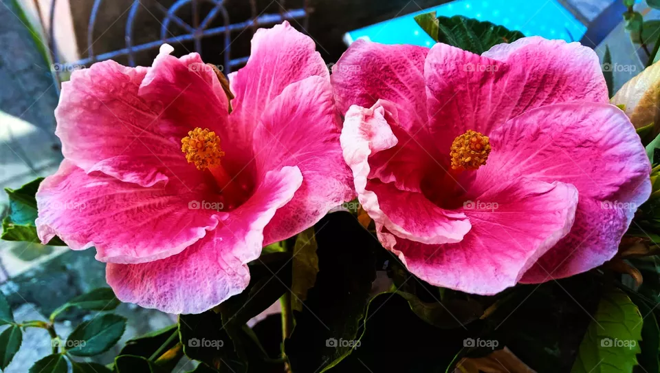 2 pink Roses