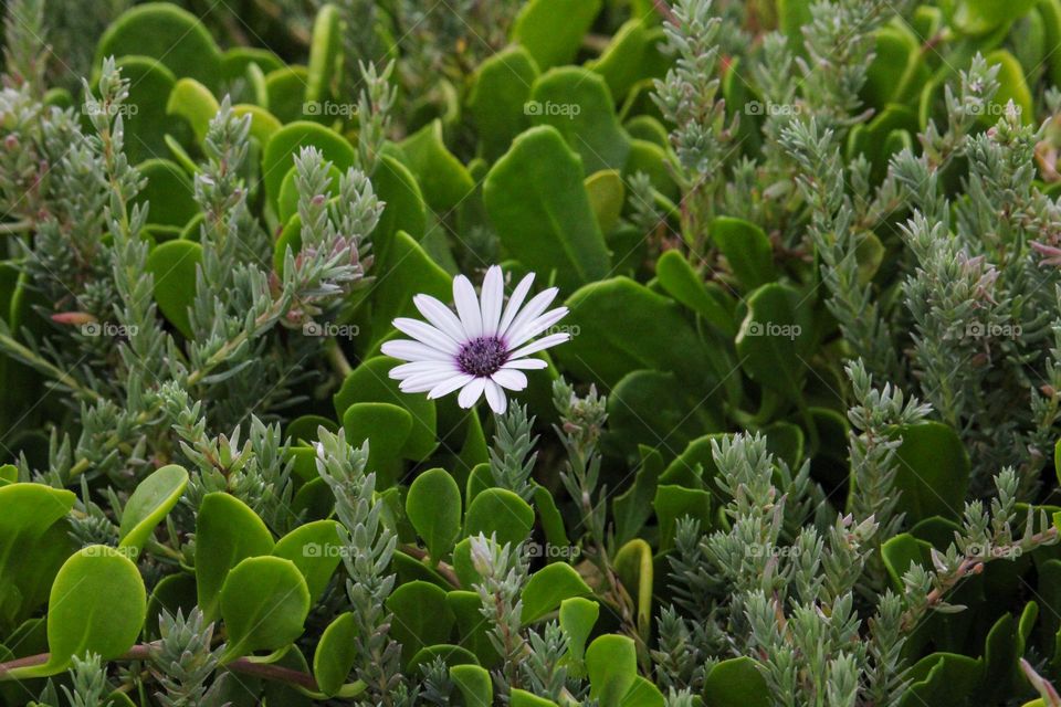 White vygie flower alone between green succulent leaves