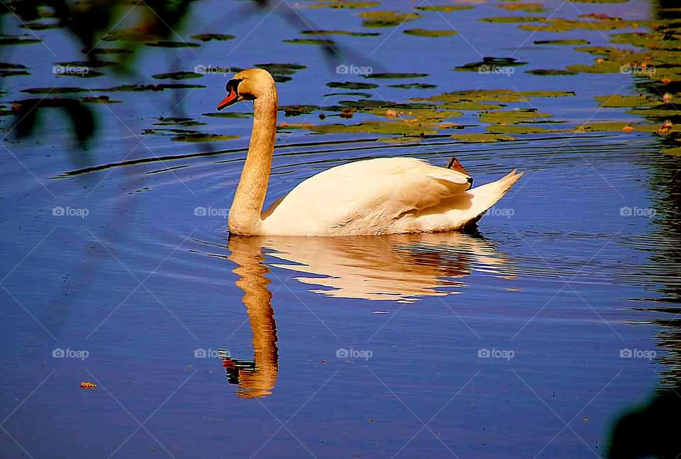 Swan reflecting on the pond of Rosporden