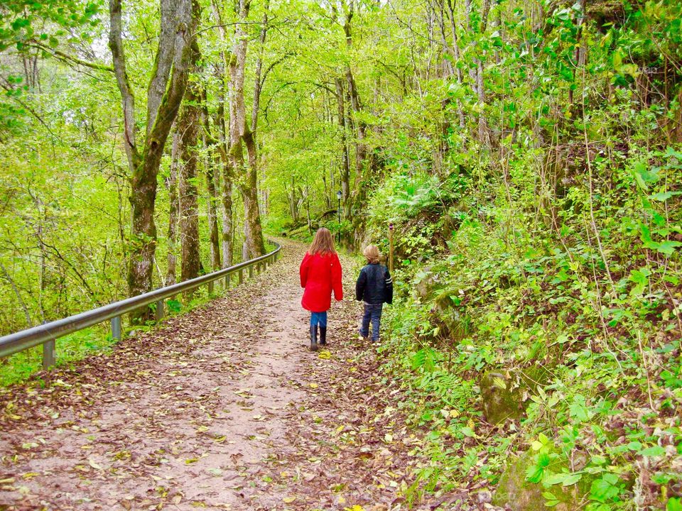 A walk in the woods