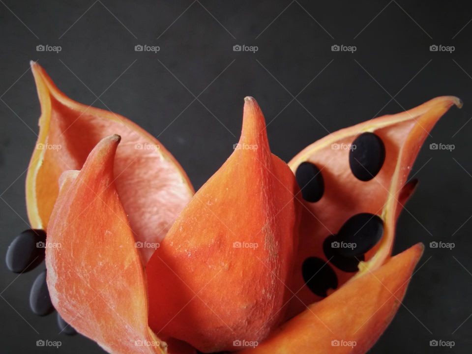 tropical fruit with beautiful pods color and black seed