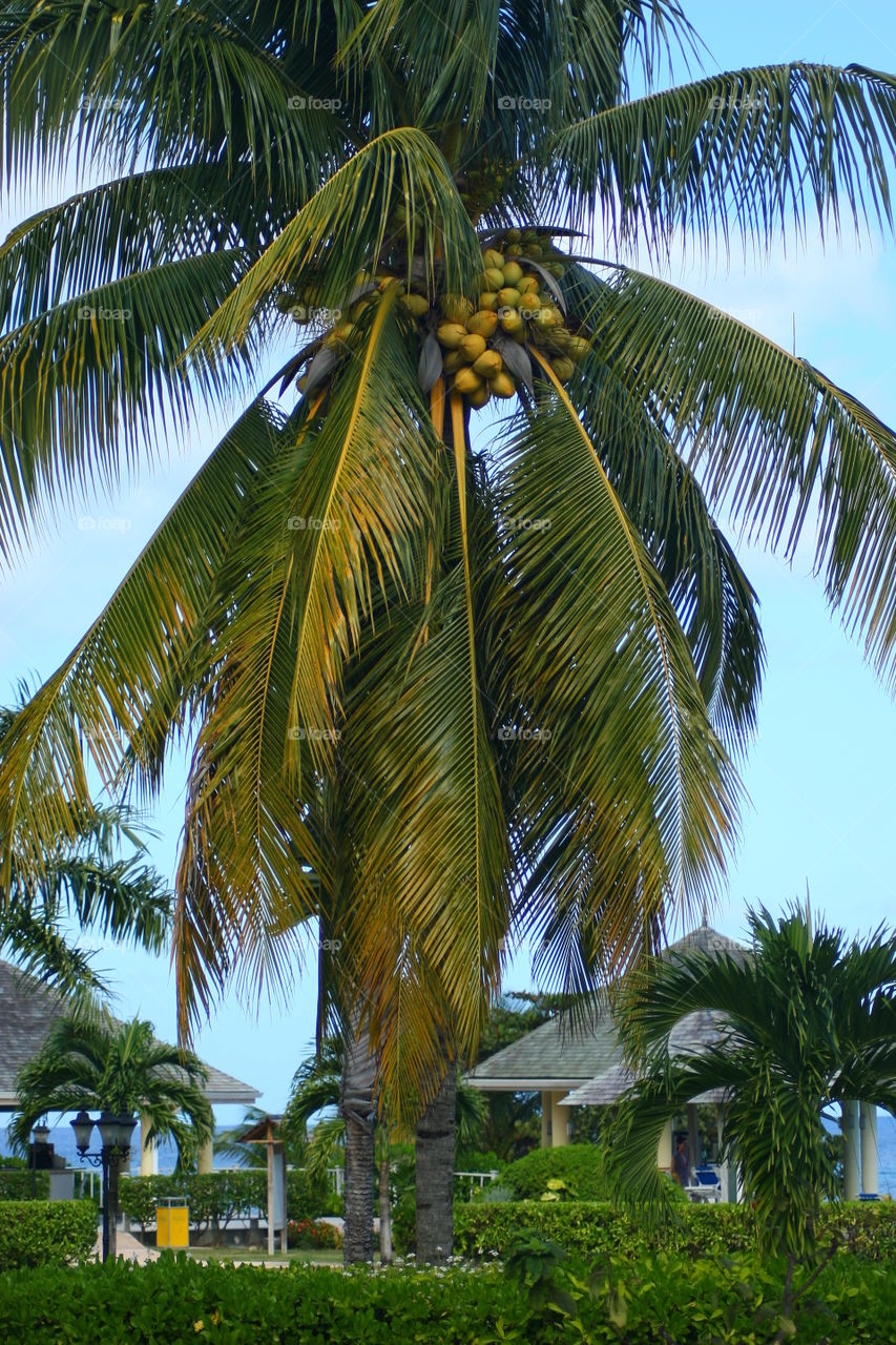 Palm, Beach, Tropical, Coconut, Summer