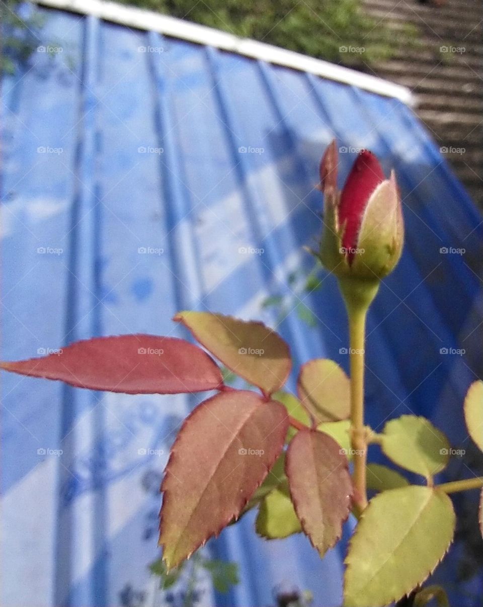rose bud
