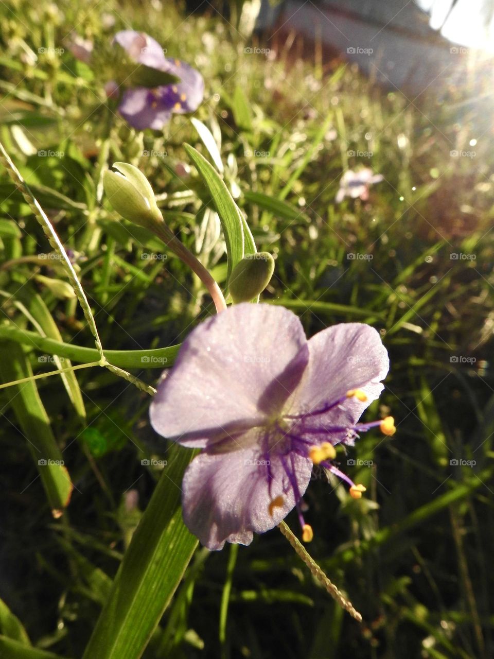 Smooth spiderwort pretty purple violet small flower in the morning also called Tradescantia ohiensis Raf. in the family of the Commelinaceae with black and yellow anthers with the morning sun over the fiel grassy area and mini house on the background