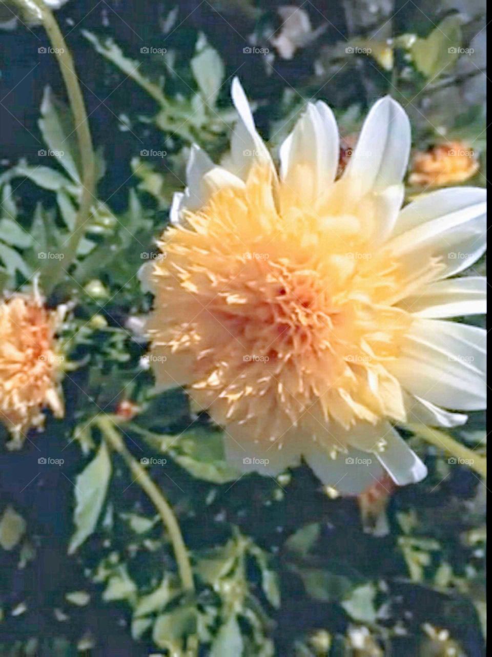 Flower marigold