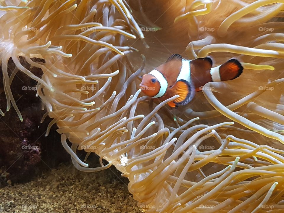 clownfish with anemones