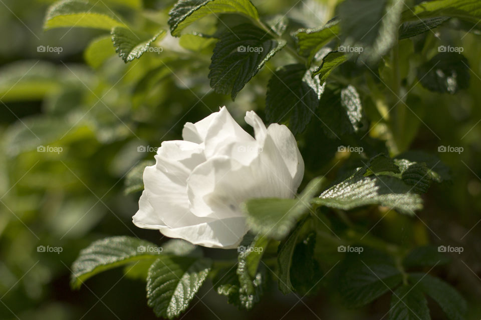 White Rose . White Rose