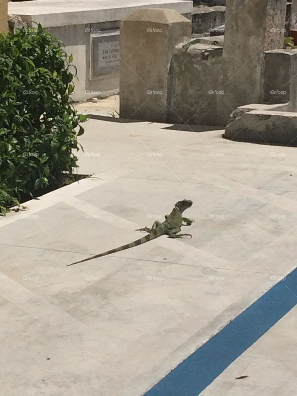 Key West lizard 
