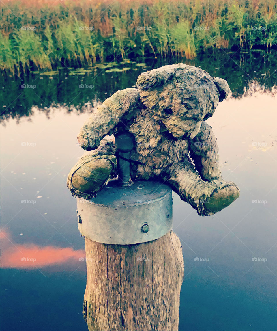 Bear on pole