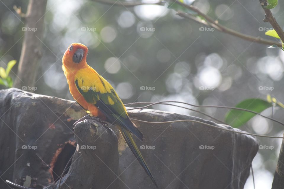 parrot wildlife bird photography