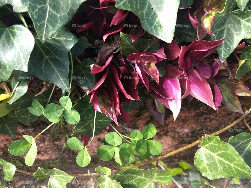 colored plants
