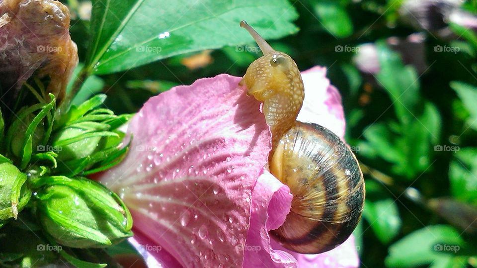 Snail eating flower pink hibiscus