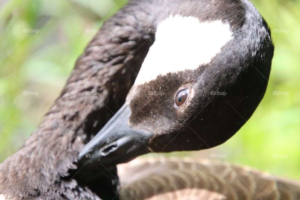 Canadian Goose in Northern Ohio, USA