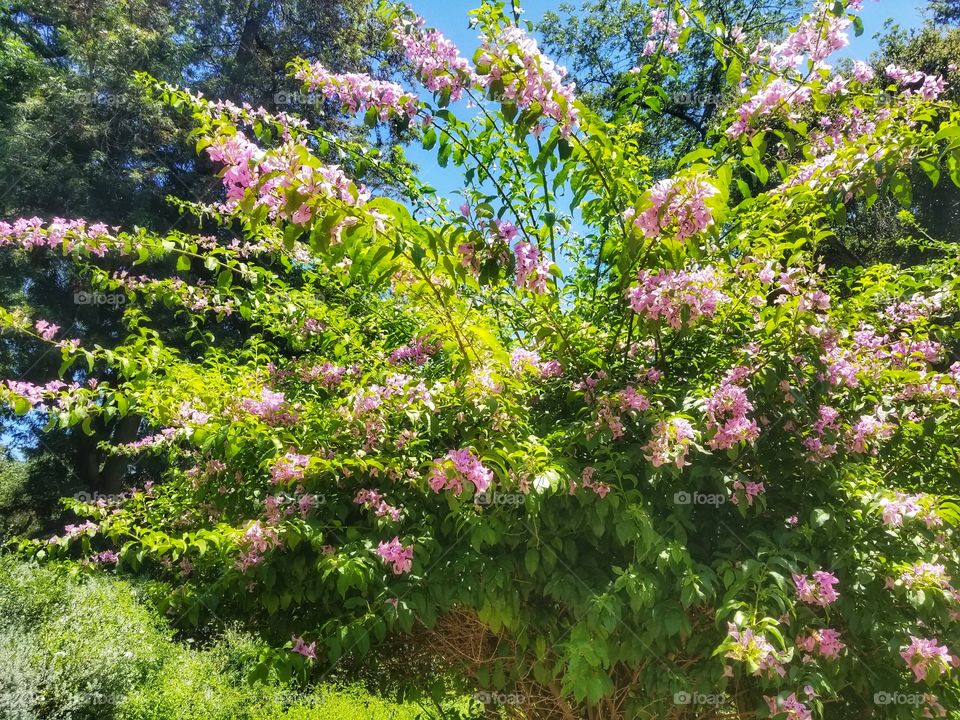 Flower, Garden, Nature, Flora, Tree