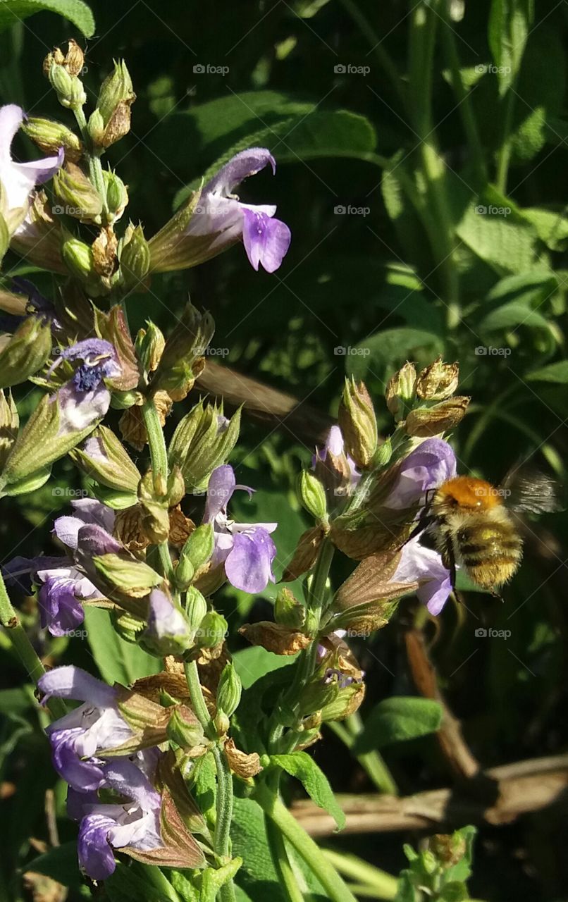 Sage blossoms with bumble bee