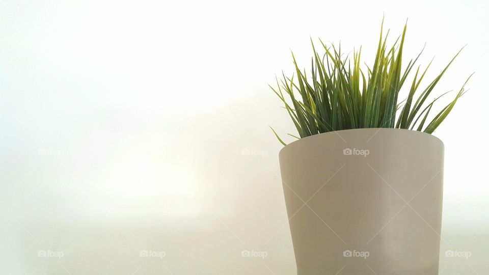 plant background