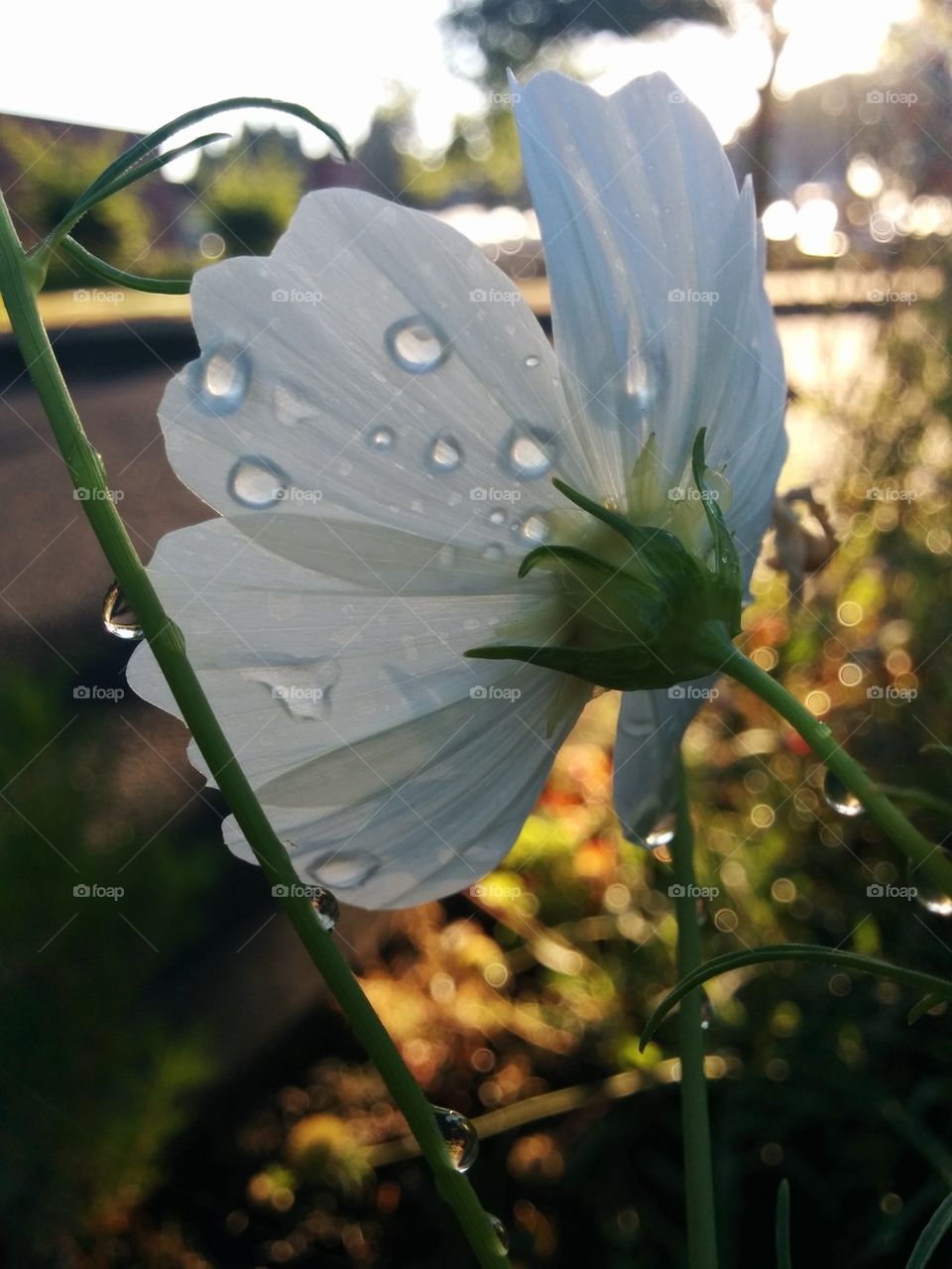 White flower. 