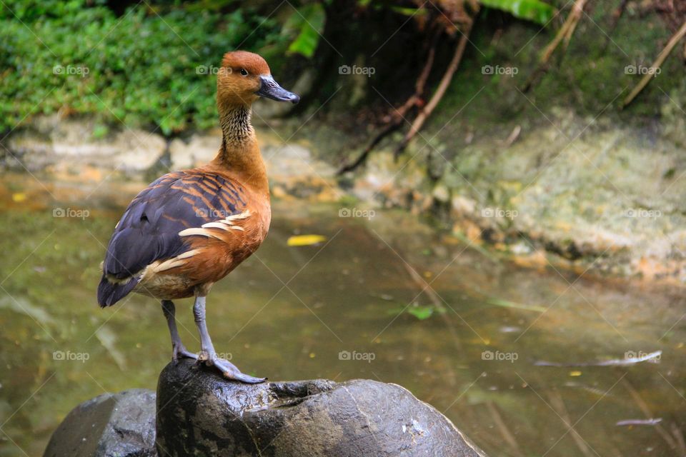 Duck