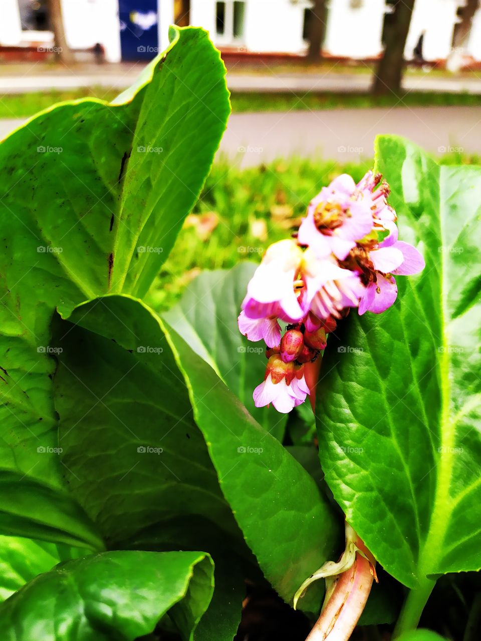 Fall... Last flowers