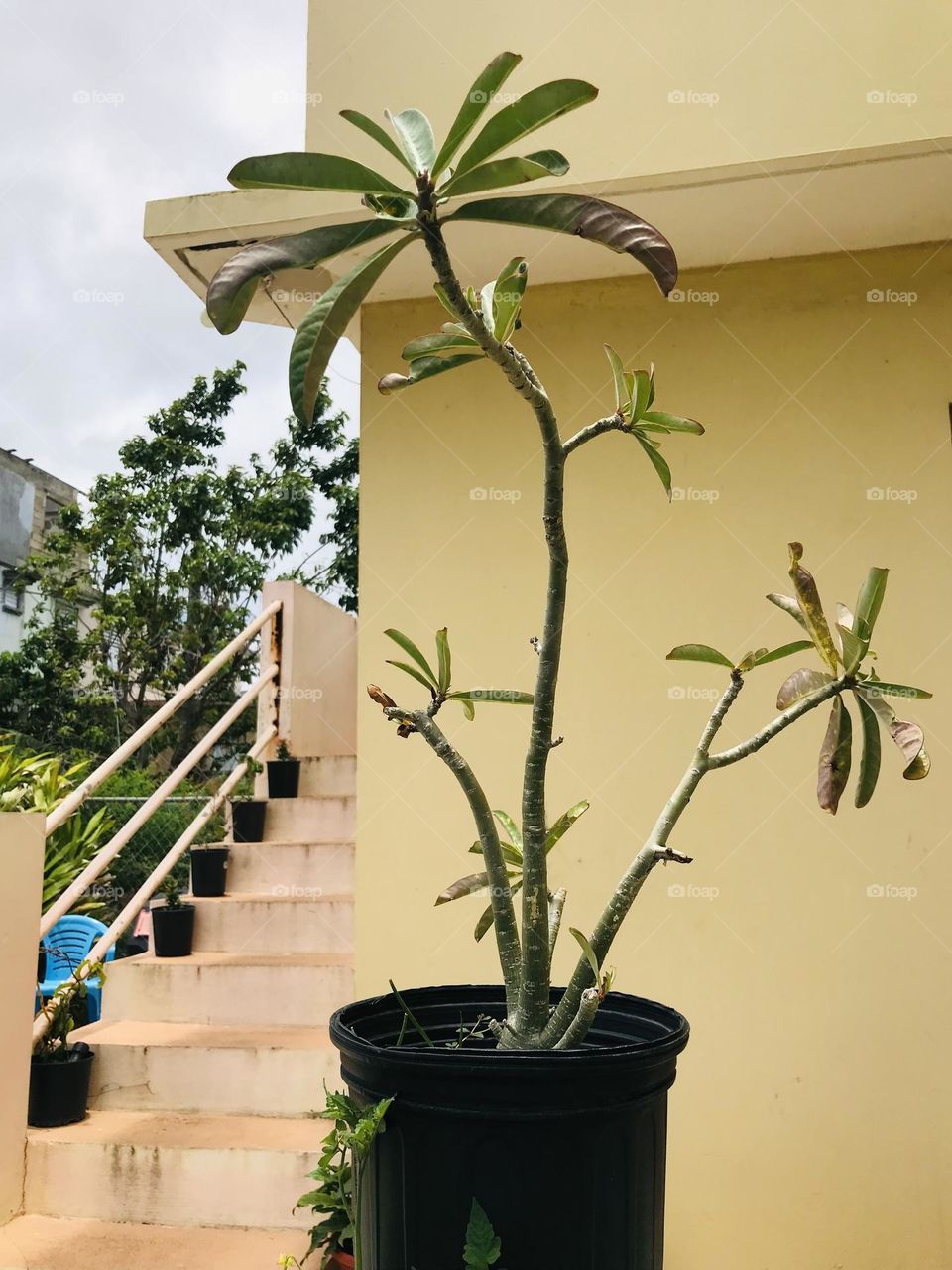 Tall odd tree in a pot