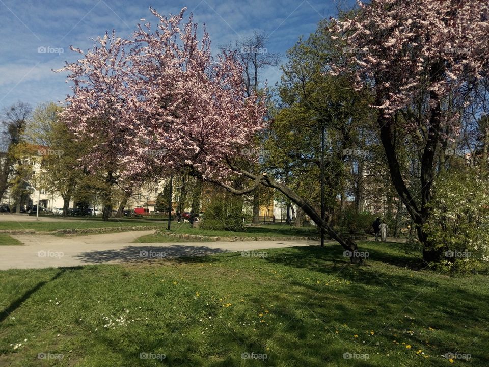 Park Generala de Gaulla. Poland