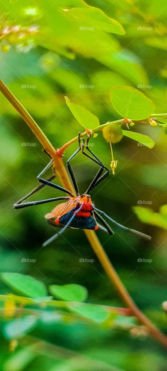 Insect: Phytophagous bed bug, one that measures from 4 millimeters to 7 millimeters and feeds on plants.
Inseto: Percevejo Fitófago, aquele que mede 4 milímetros a 7 milímetros e alimenta de planta.