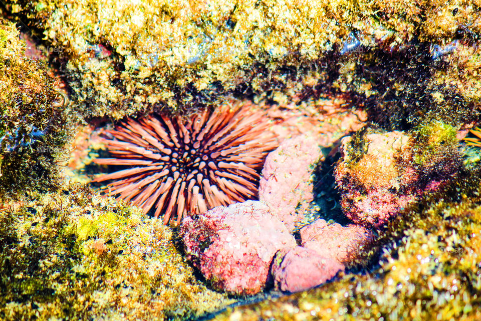Urchin. Photographing tide-pools and their not so hidden secrets:)