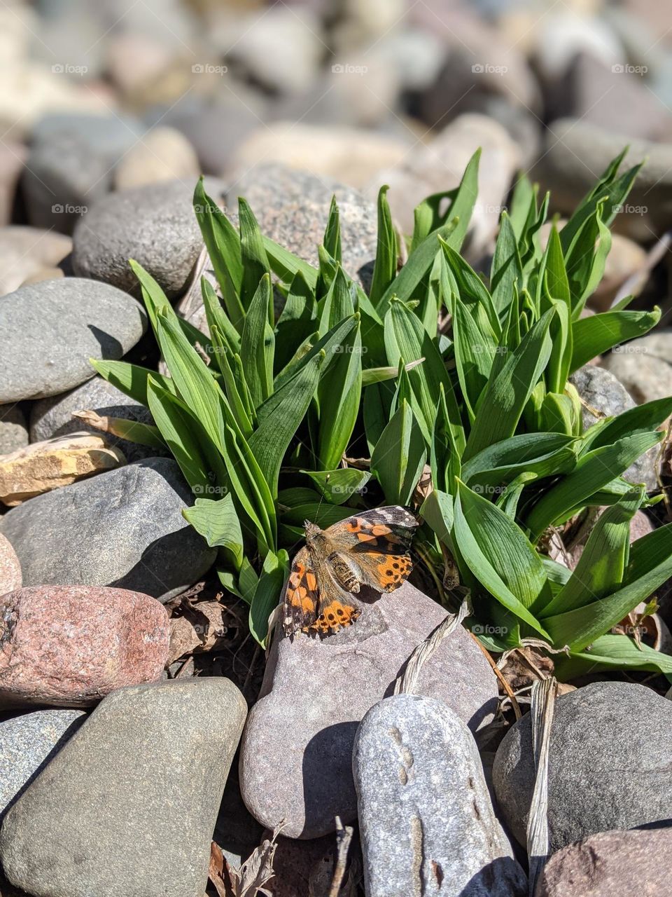 monarch butterfly on the rocks