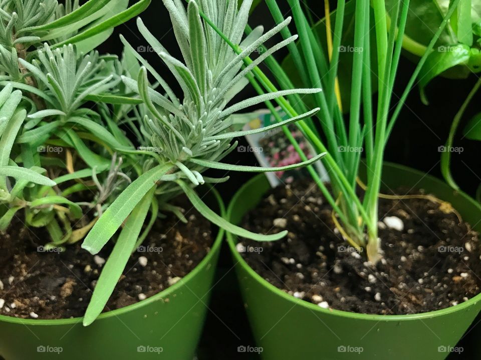 Fresh herbs in green pots