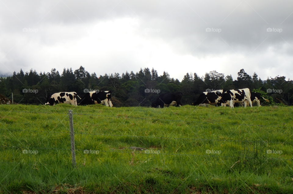 There are some cows on the meadow